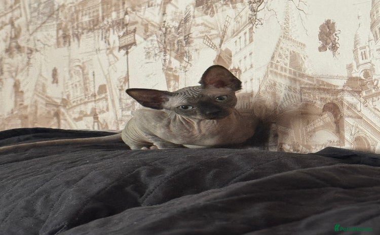 Sphynx cats - Advert 1