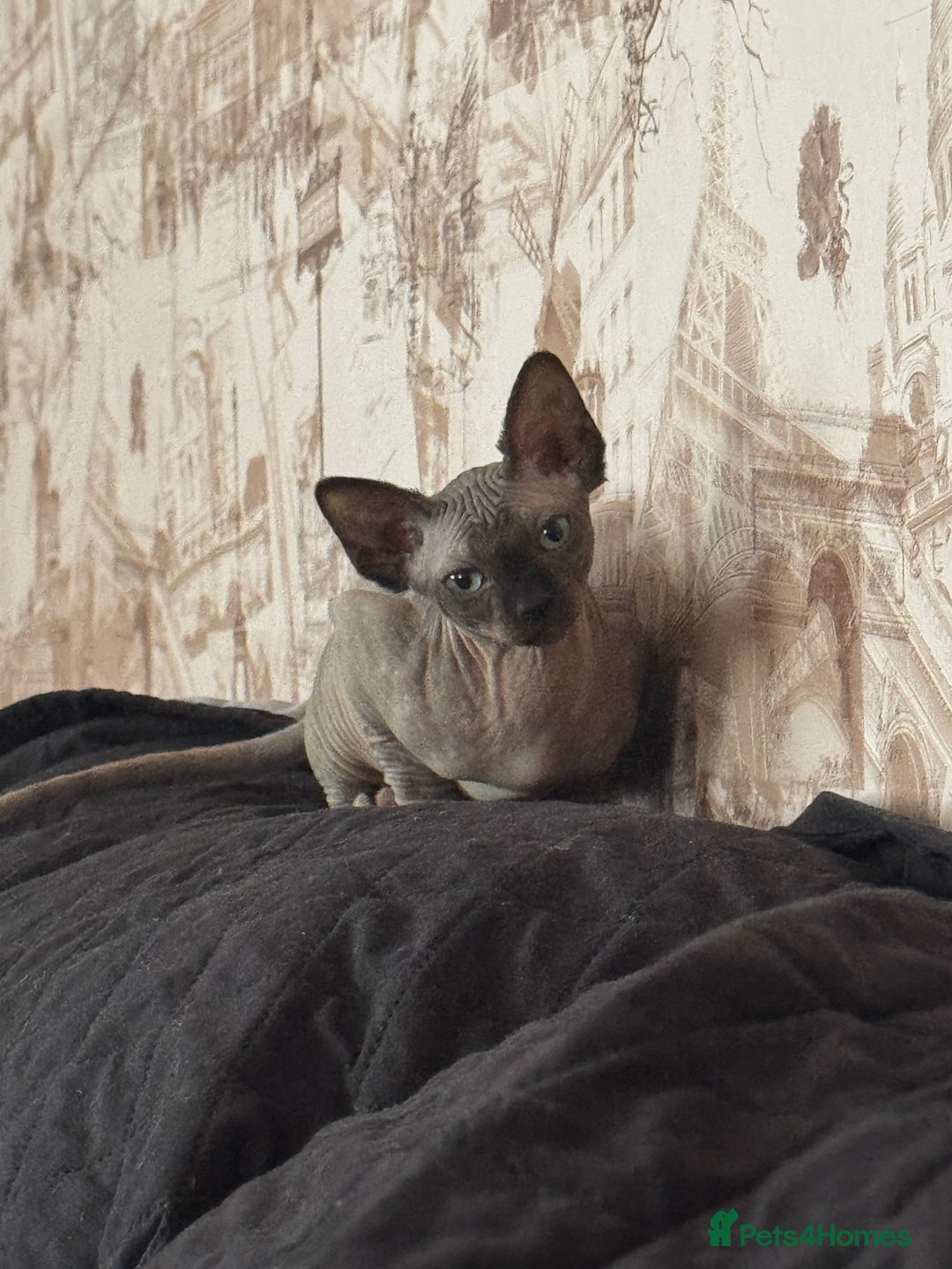 Sphynx cats for sale: ✨ Beautiful Sphynx Kitten – Female ✨ - Image 1