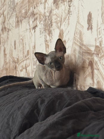 Sphynx cats - Advert 2
