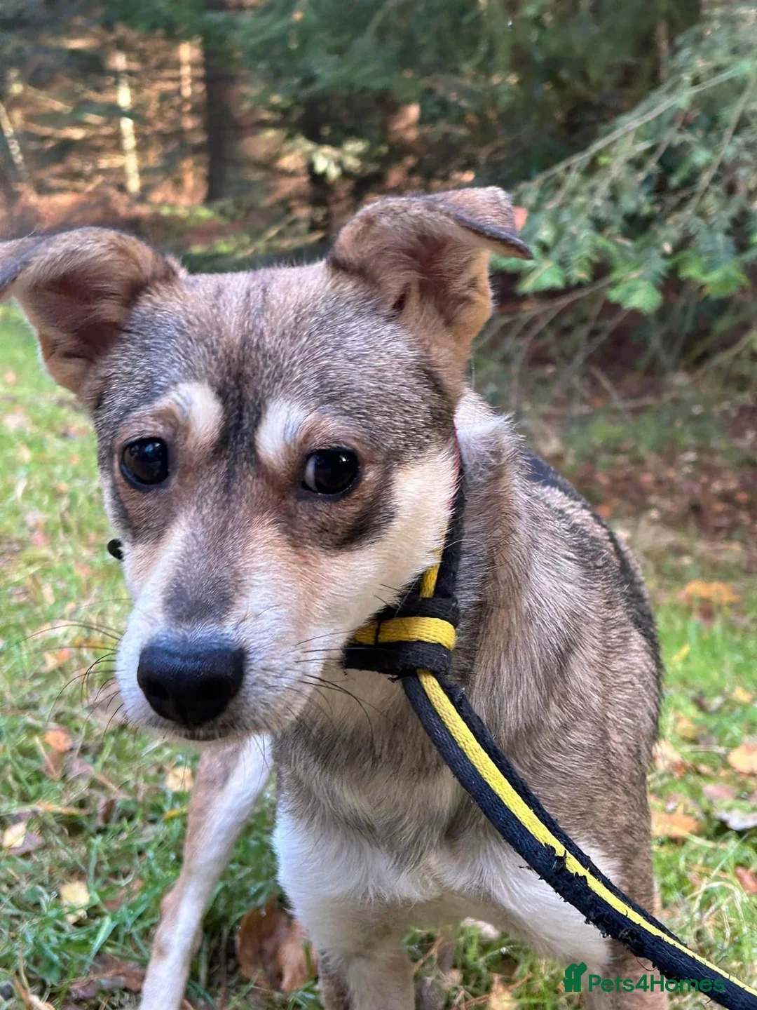 Mixed Breed dogs for adoption: Fizz - Norwich Norfolk  in Norwich - Advert 7