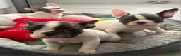 French Bulldog dogs for sale: Beautiful French bulldog pups - Advert 13