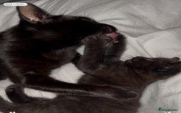 Mixed Breed cats for sale: One boy left - Image 3