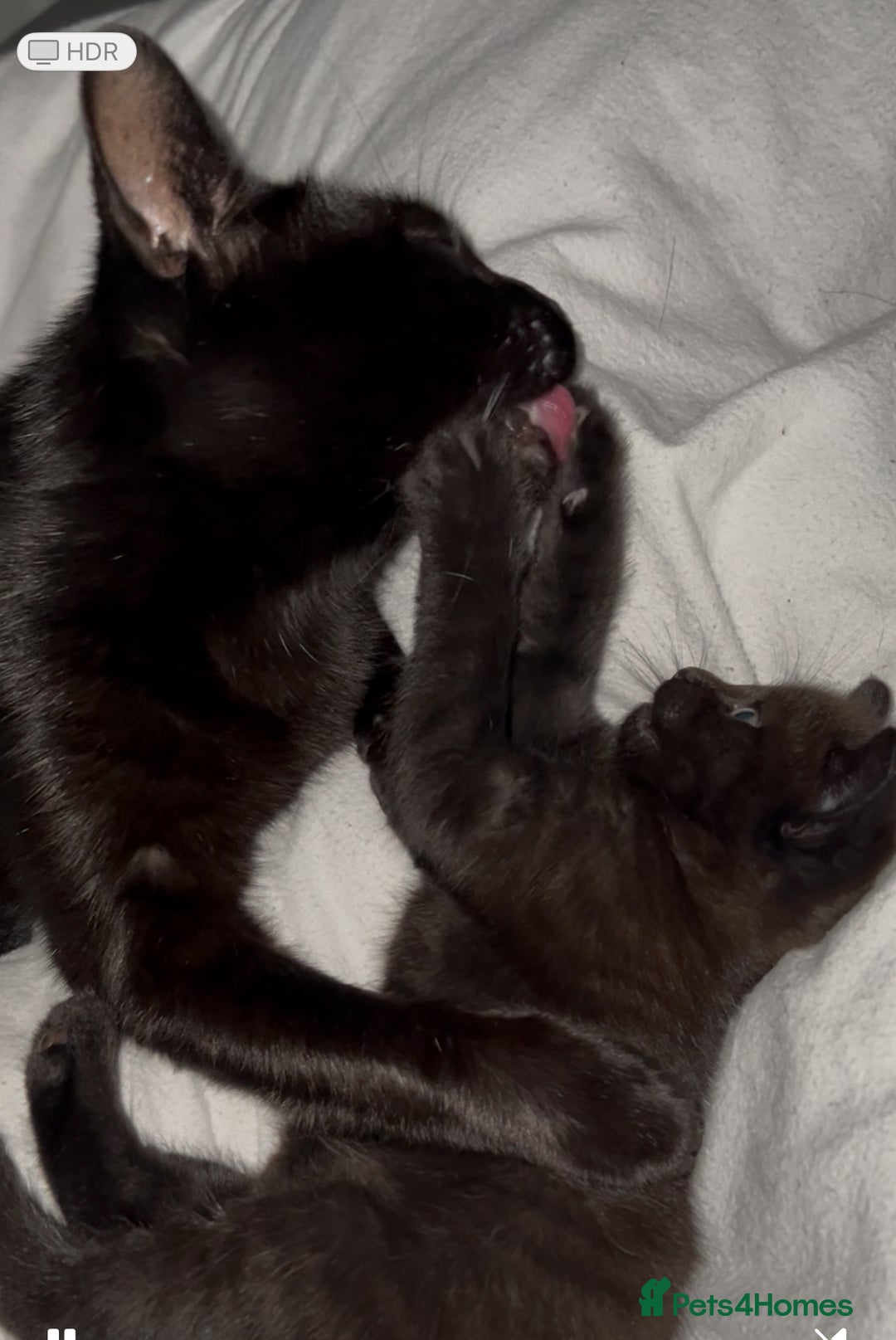 Mixed Breed cats for sale: One boy left - Image 3