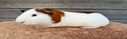 Guinea Pig rodents for sale: Tort & White Boar  - Advert 2