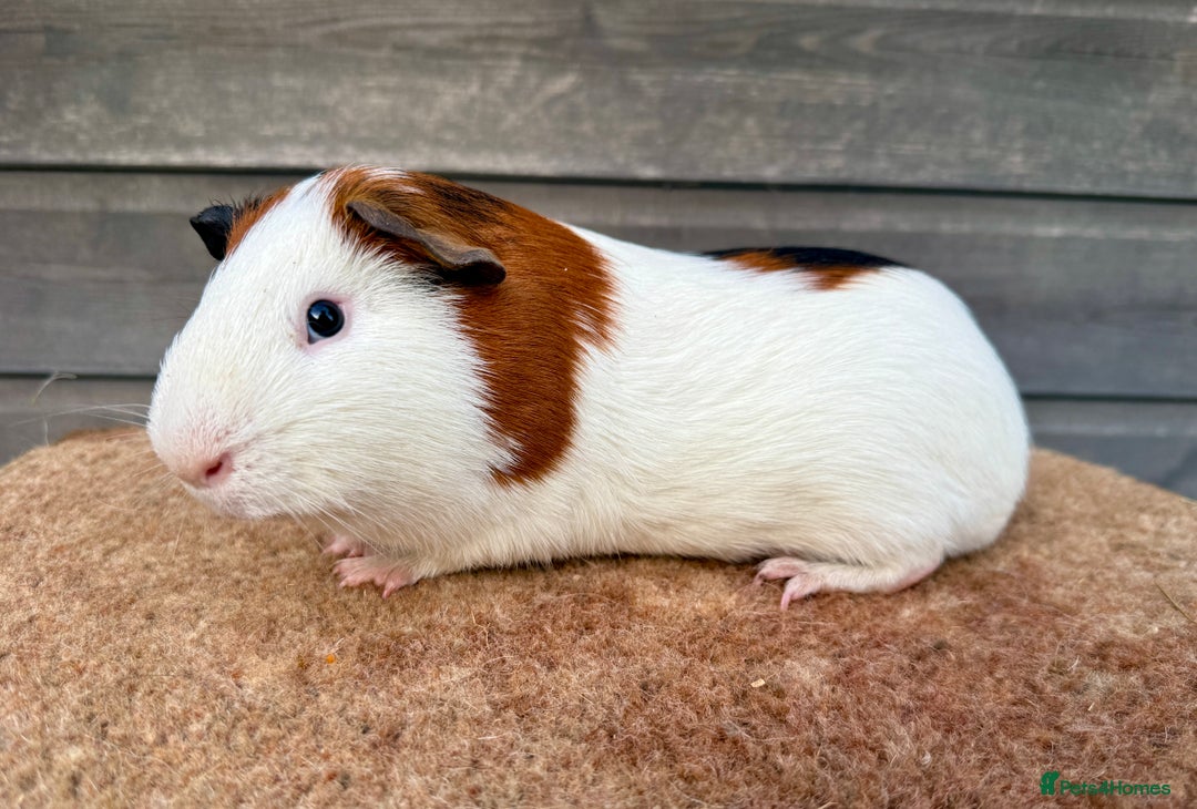 Guinea Pig rodents for sale: Tort & White Boar  - Advert 2