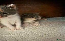 Domestic Shorthair cats for sale: 2 female kittens left for sale  in Bristol - Image 9