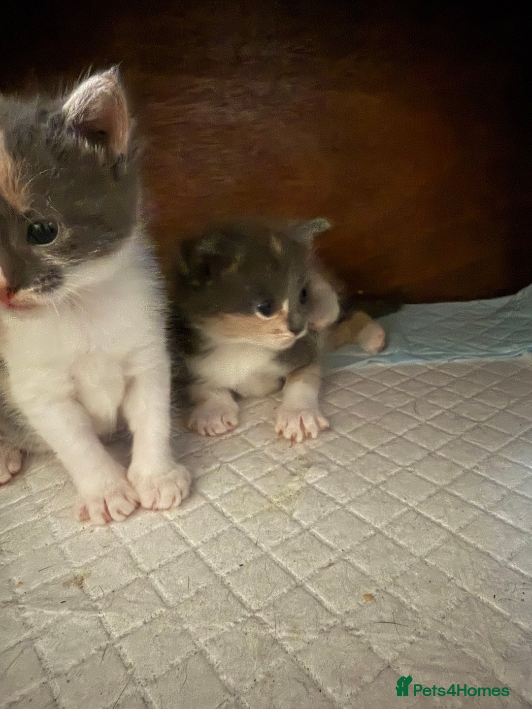 Domestic Shorthair cats for sale: 2 female kittens left for sale  in Bristol - Image 9