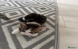 Domestic Shorthair cats for sale: Unique & Precious Kittens Seeking Forever Homes - Image 14