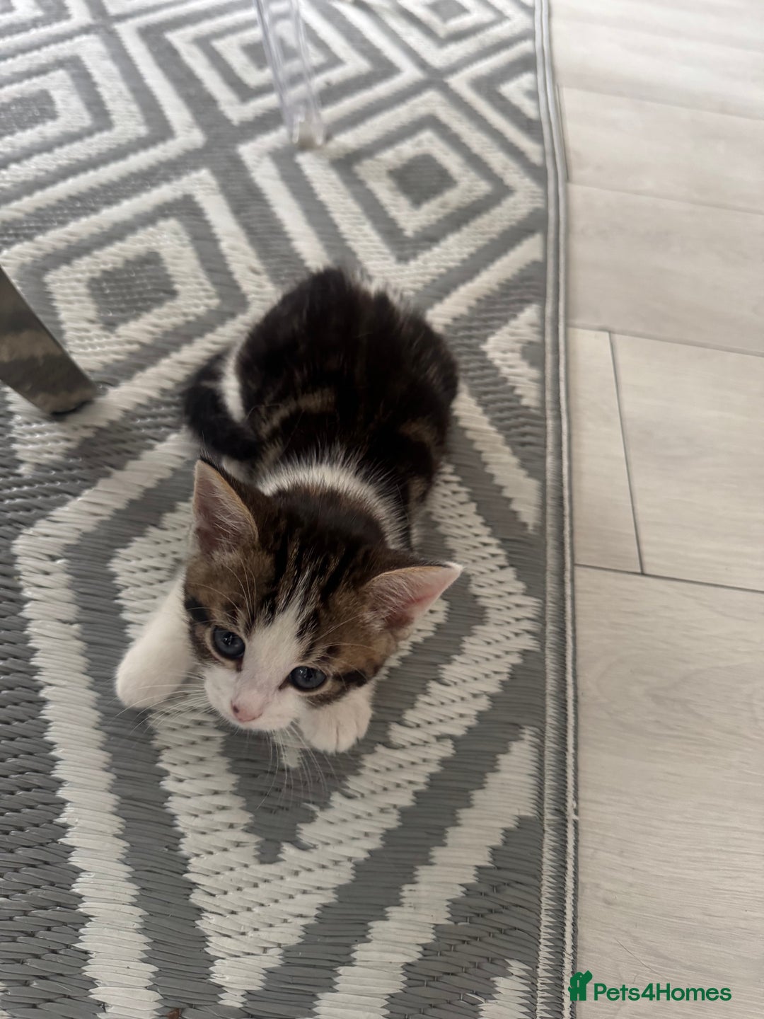 Domestic Shorthair cats for sale: Unique & Precious Kittens Seeking Forever Homes - Image 14