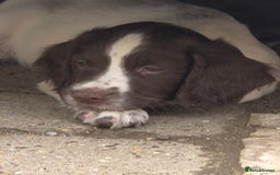 English Springer Spaniel dogs for sale: Springer spaniel puppies  - Image 5