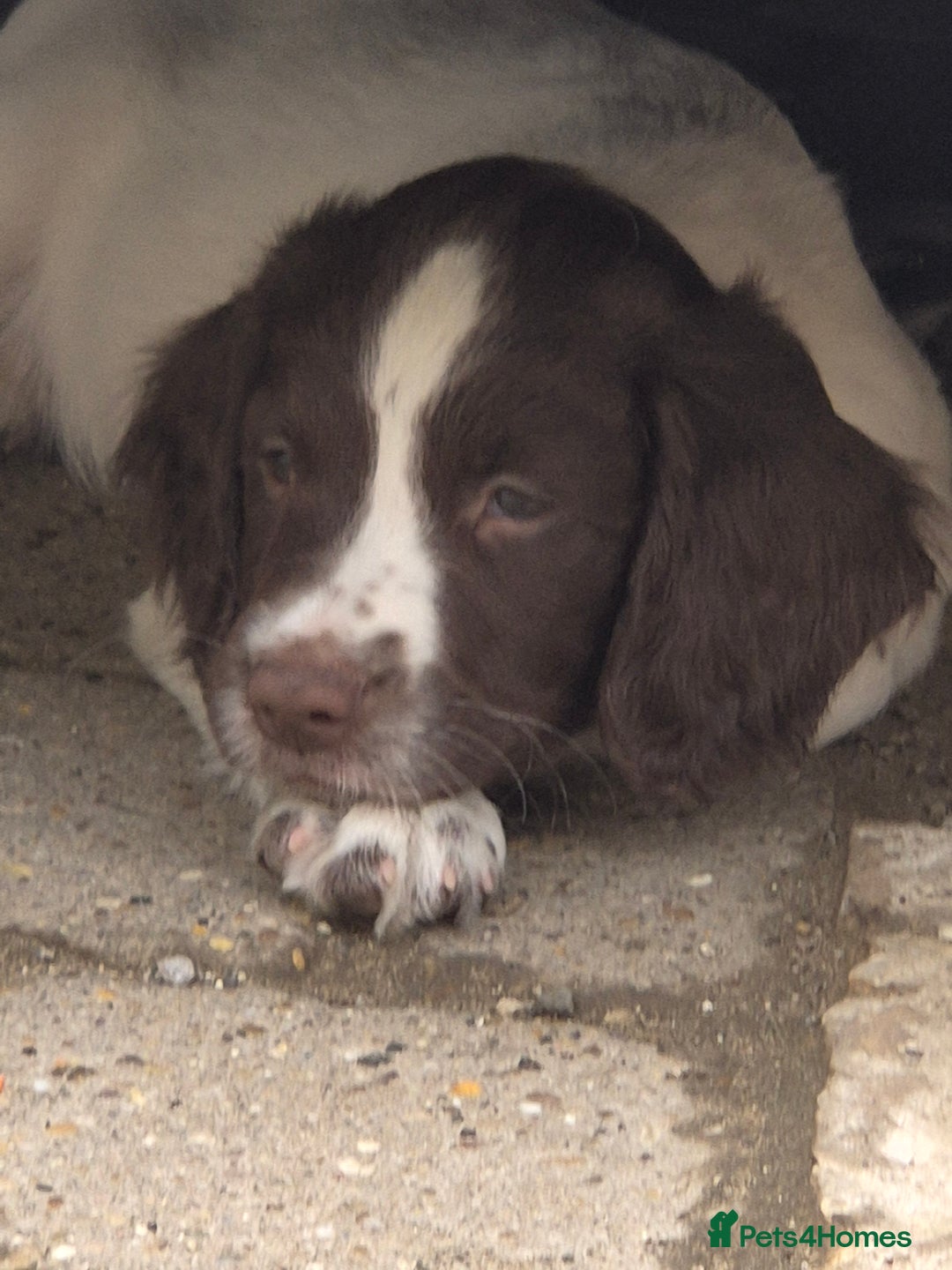 English Springer Spaniel dogs for sale: Springer spaniel puppies  - Image 5