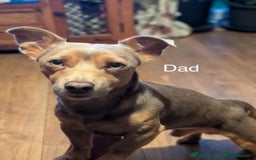 Jack Russell dogs for sale: Rare coloured mini Jack Russells - Image 17