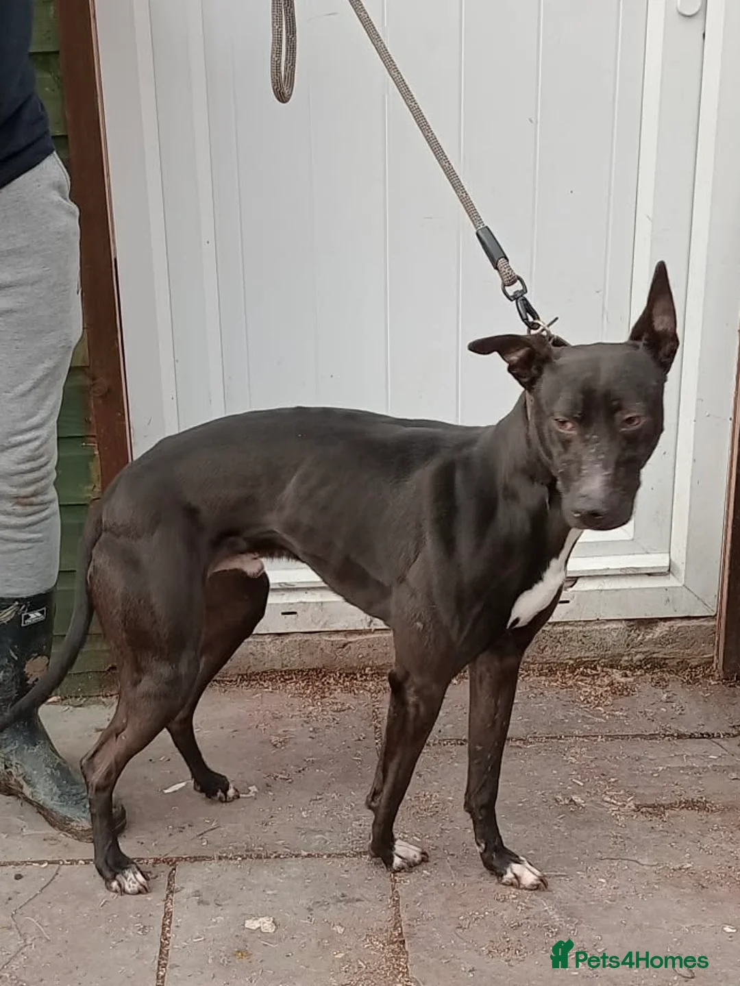 Lurcher dogs for sale: Bull greyhound  in Pontefract - Advert 2