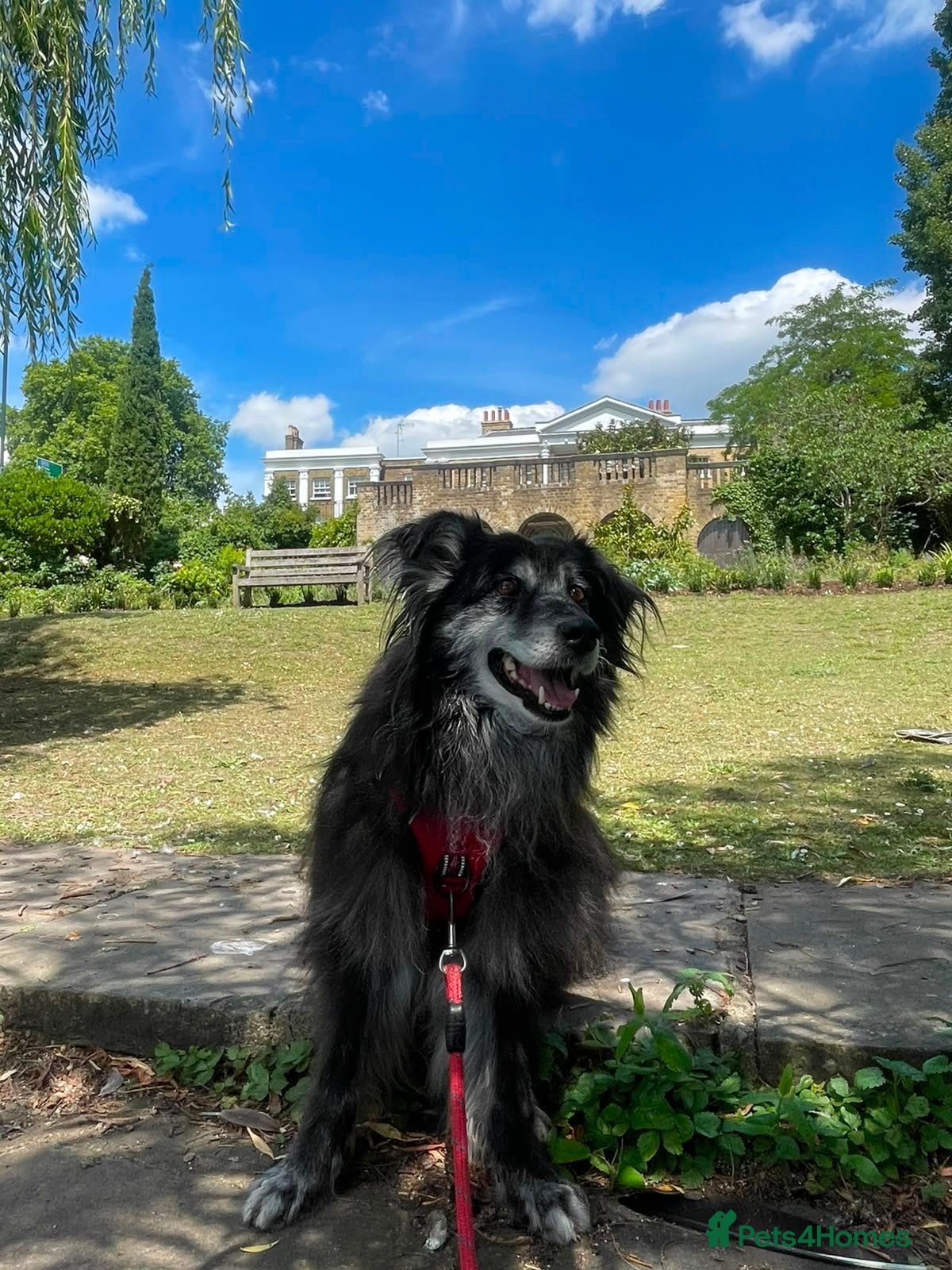 Mixed Breed dogs Meet amazing MOOSE!!  - Advert 1