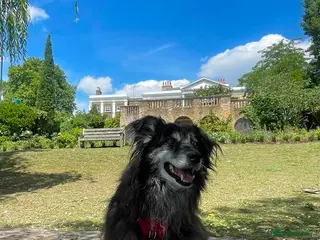 Mixed Breed dogs Meet amazing MOOSE!! - Advert 1
