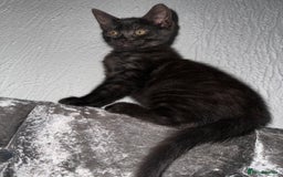 Egyptian Mau cats for sale: Smoke Egyptian MAU x Bengal spotted&marble kittens - Image 38