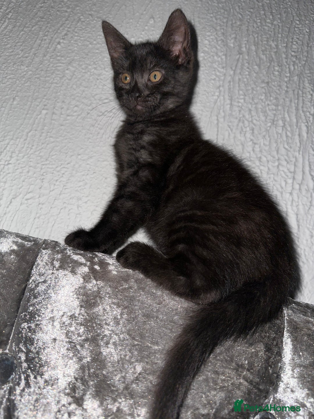 Egyptian Mau cats for sale: Smoke Egyptian MAU x Bengal spotted&marble kittens - Image 38