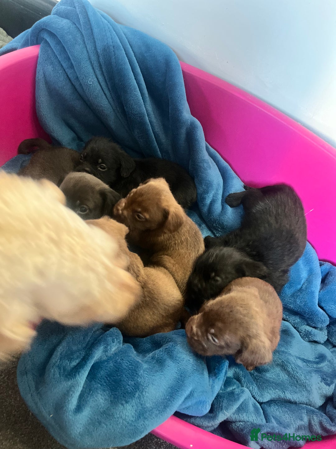Cockapoo dogs for sale: Adorable cockapoo cross reduced last 2  - Image 19