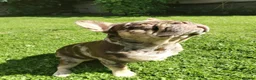 French Bulldog dogs for stud: For stud! Ferrari Jay!! EXOTIC DNA AND CARRIER  - Advert 10