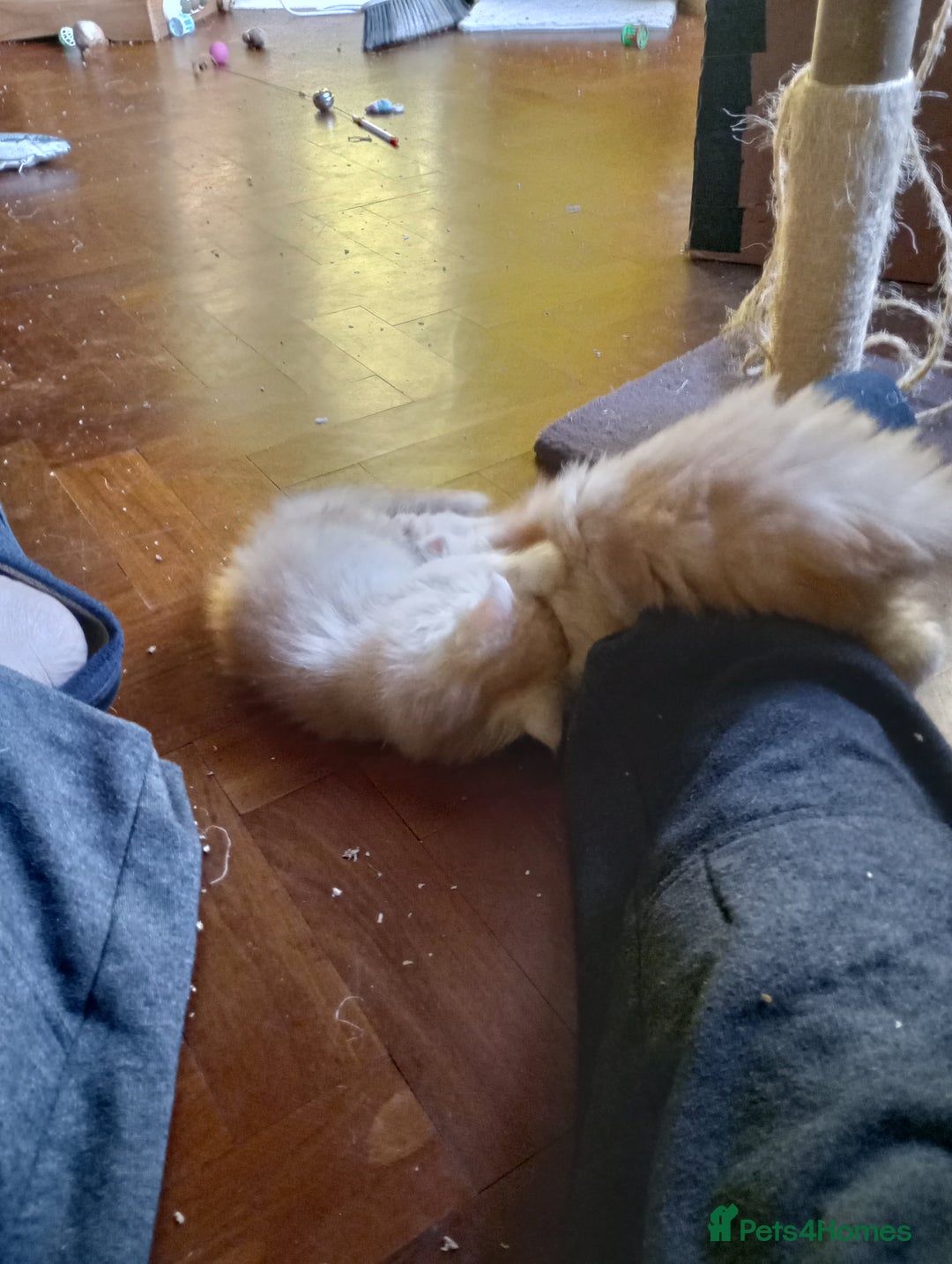 Maine Coon cats for sale: Maine coon kittens - Advert 12