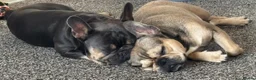 French Bulldog dogs for sale: Beautiful French Bulldog Puppies – 6 Healthy Pups - Advert 26