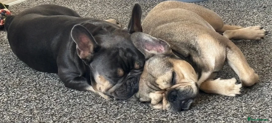 French Bulldog dogs for sale: Beautiful French Bulldog Puppies – 6 Healthy Pups - Advert 26
