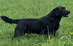 Labrador Retriever dogs for stud: Offering For Stud - KC Registered Black Labrador in Launceston - Image 1
