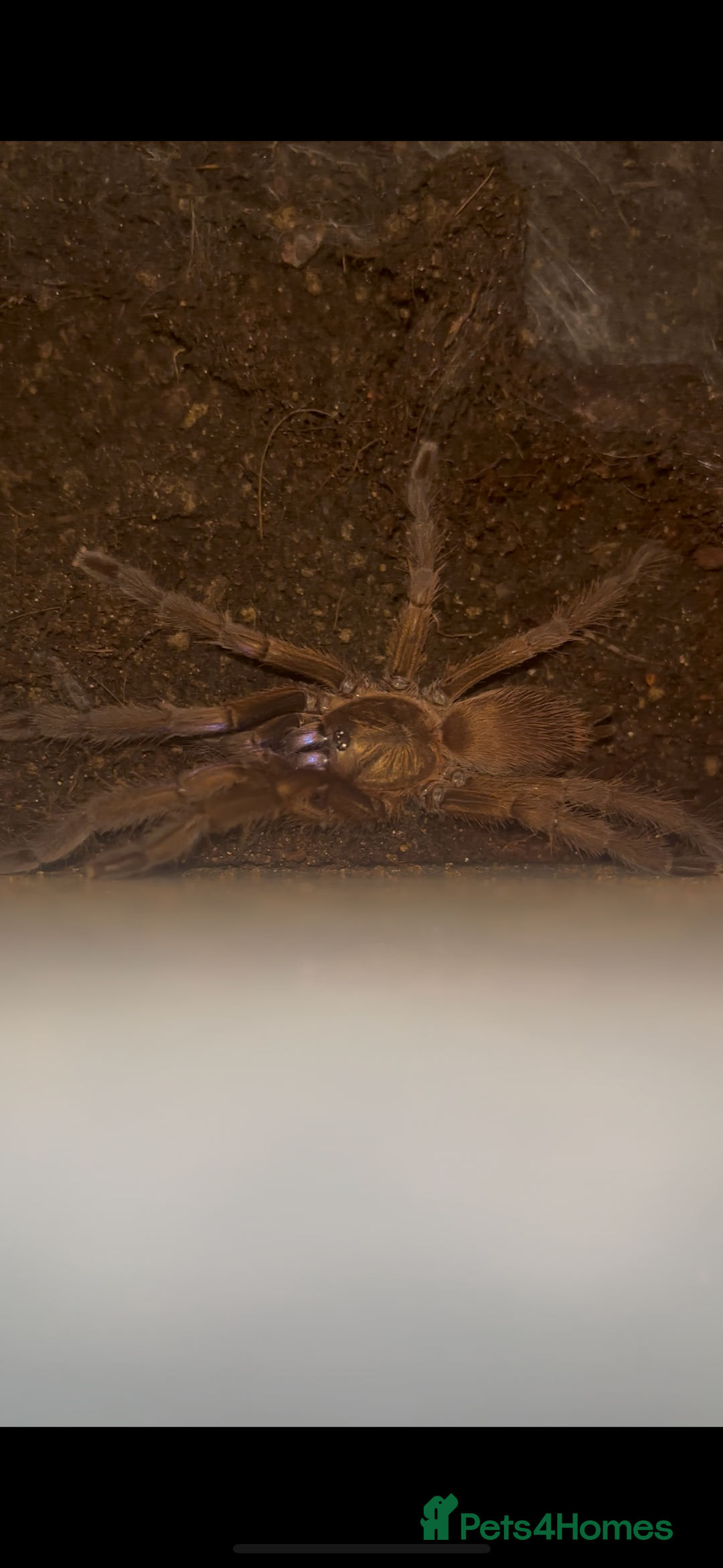 Tarantulas invertebrates for sale: Sub adult female electric blue tarantula £100 - Image 2
