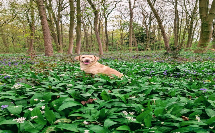 Labrador Retriever dogs - Advert 2