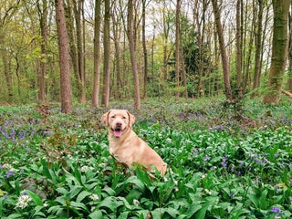 Labrador Retriever dogs - Advert 8