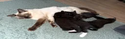 Mixed Breed cats for sale: Ragdoll cross kitten  - Advert 7