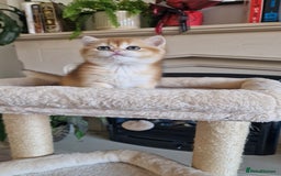 British Shorthair cats for sale: Golden Chinchilla Kittens TICA - Image 9