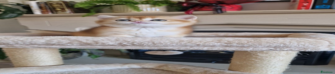 Golden Chinchilla girl