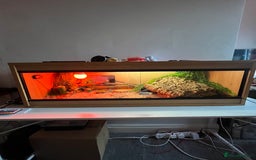 Snake reptiles for sale: 6 month old male ball python - Image 2