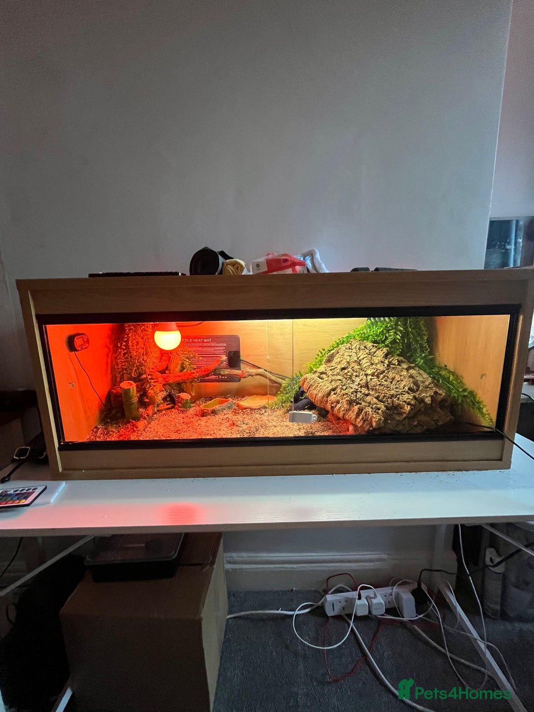 Snake reptiles for sale: 6 month old male ball python - Image 2