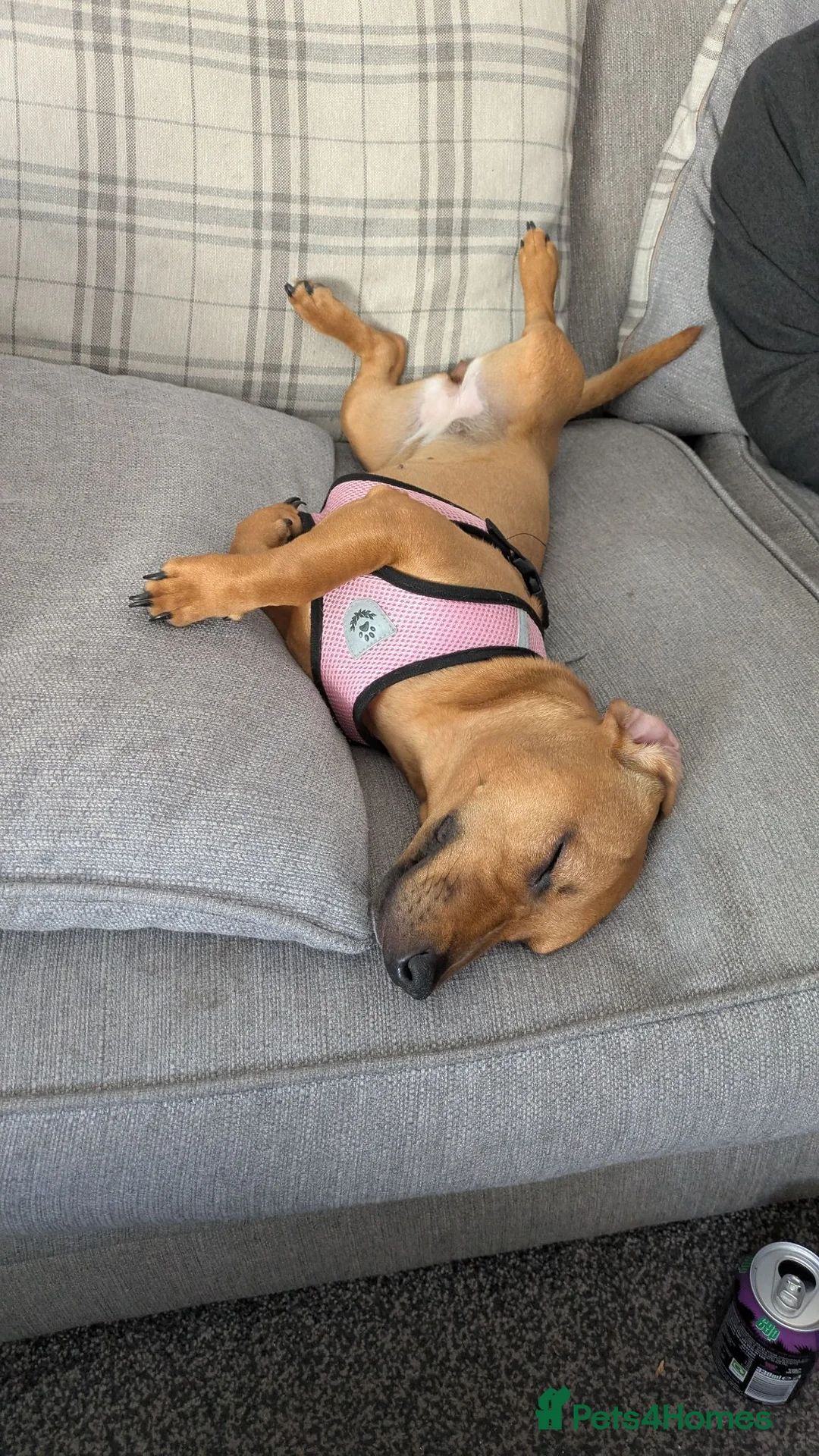Mixed Breed dogs for sale: Mixed breed  - Advert 2