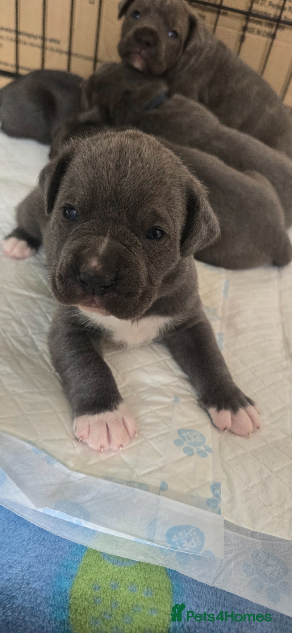 Cane Corso dogs CANE CORSO.  - Advert 6