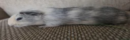 Guinea Pig rodents for sale: 1 swiss 1 shorthaired - Advert 7