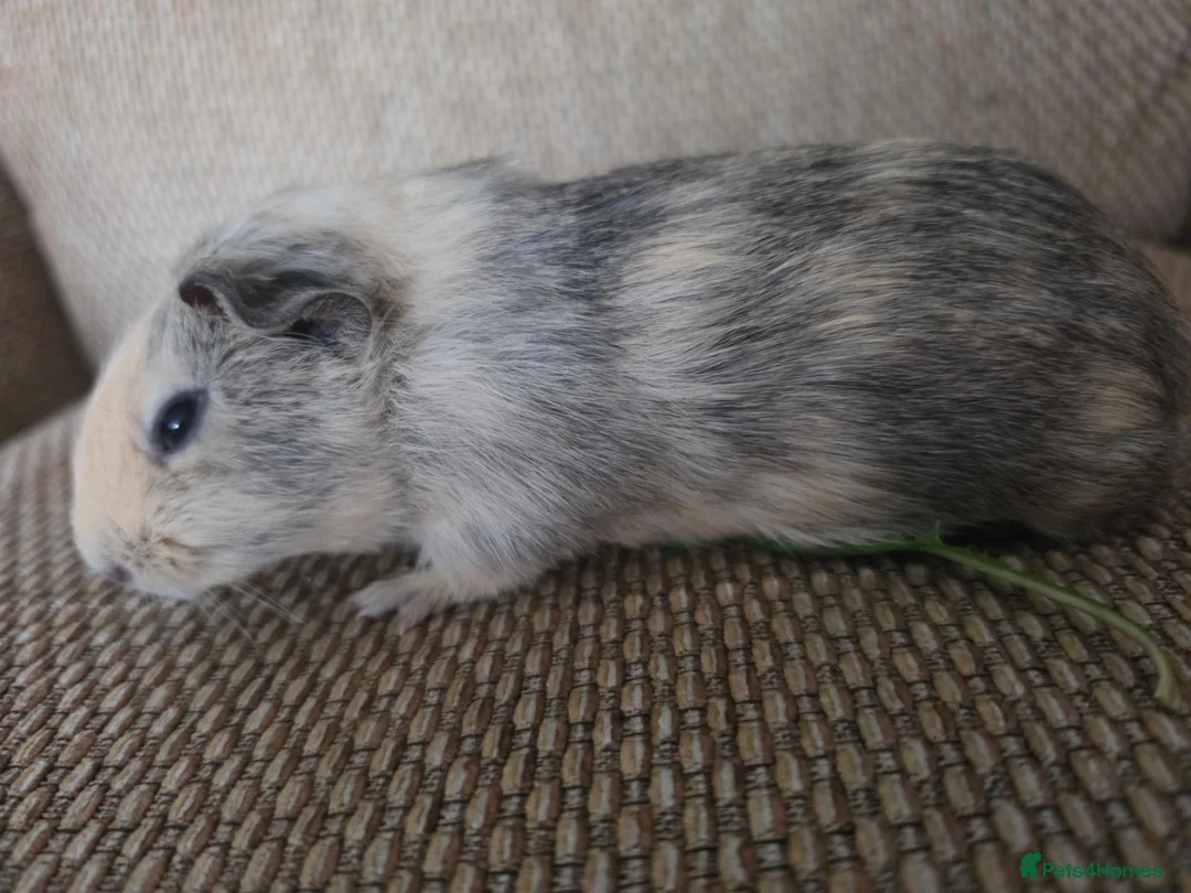 Guinea Pig rodents for sale: 1 swiss 1 shorthaired - Advert 7