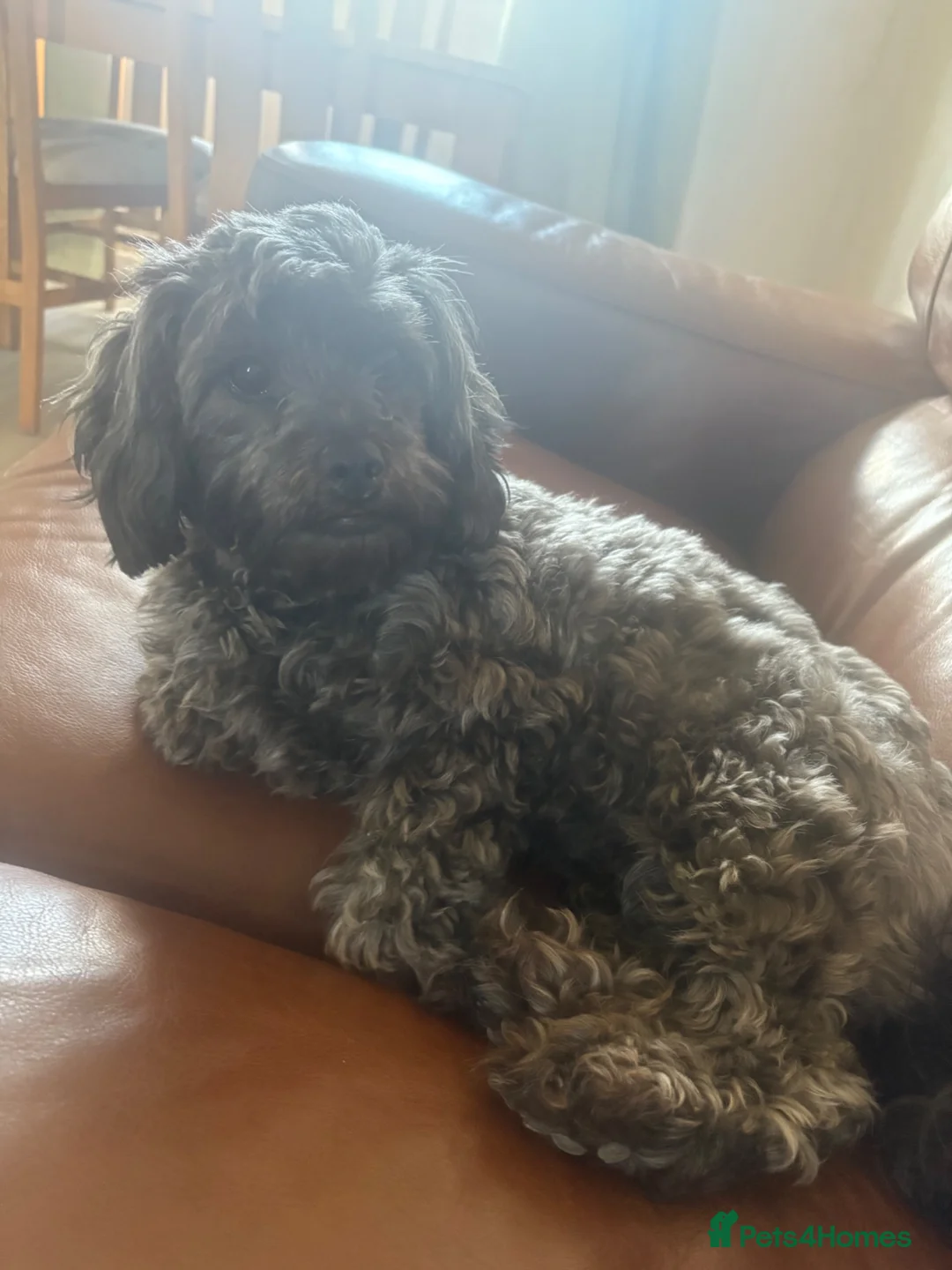 Shihpoo dogs for adoption: Little Mo  in Crewe - Advert 2