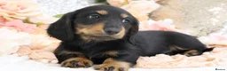 Miniature Dachshund dogs for sale: KC Miniature Dachshund Longhair Puppies - Advert 4