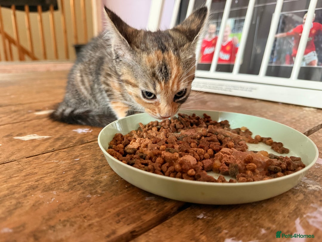 Domestic Shorthair cats for sale: Female kittens for sale - Image 2