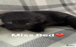 Mixed Breed dogs for sale: 10 RARE hybrid huskypoo’s!!! - Image 21