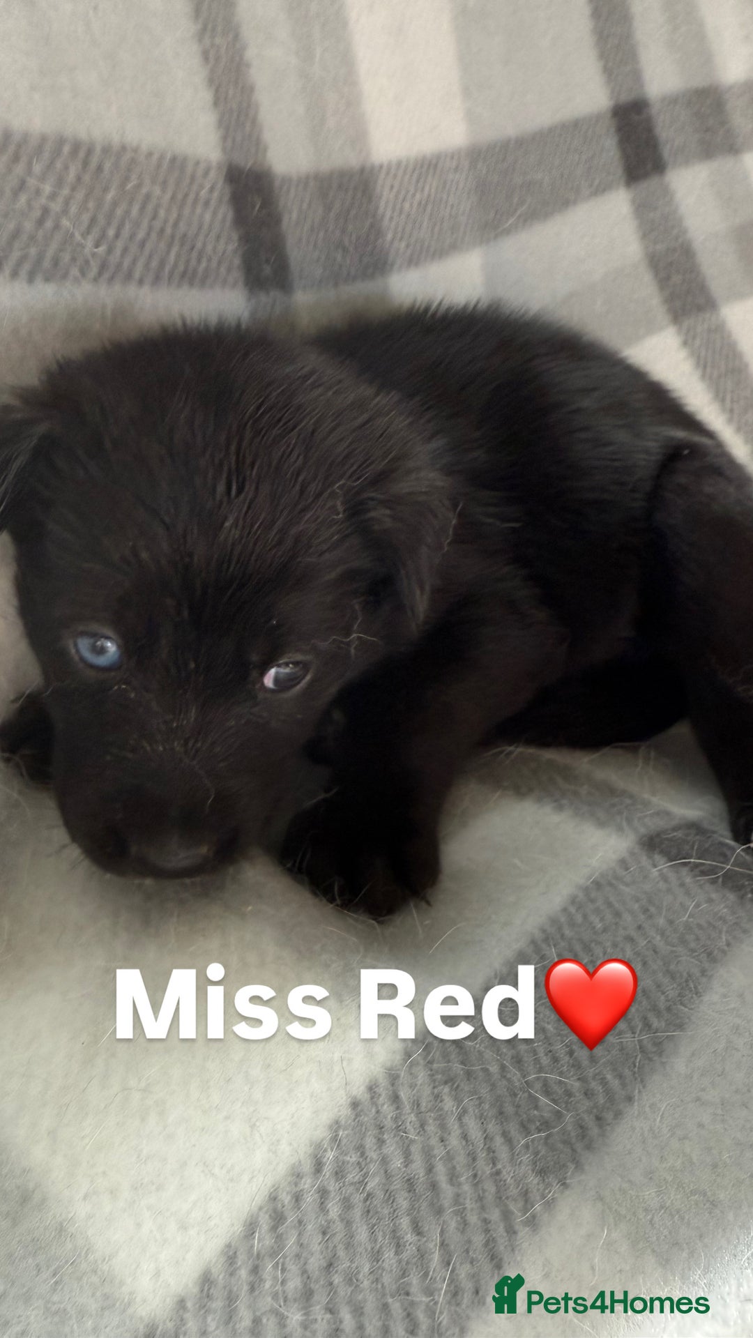 Mixed Breed dogs for sale: 10 RARE hybrid huskypoo’s!!! - Image 21