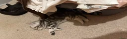 Mixed Breed cats for sale: Beautiful boys for sale - Advert 4