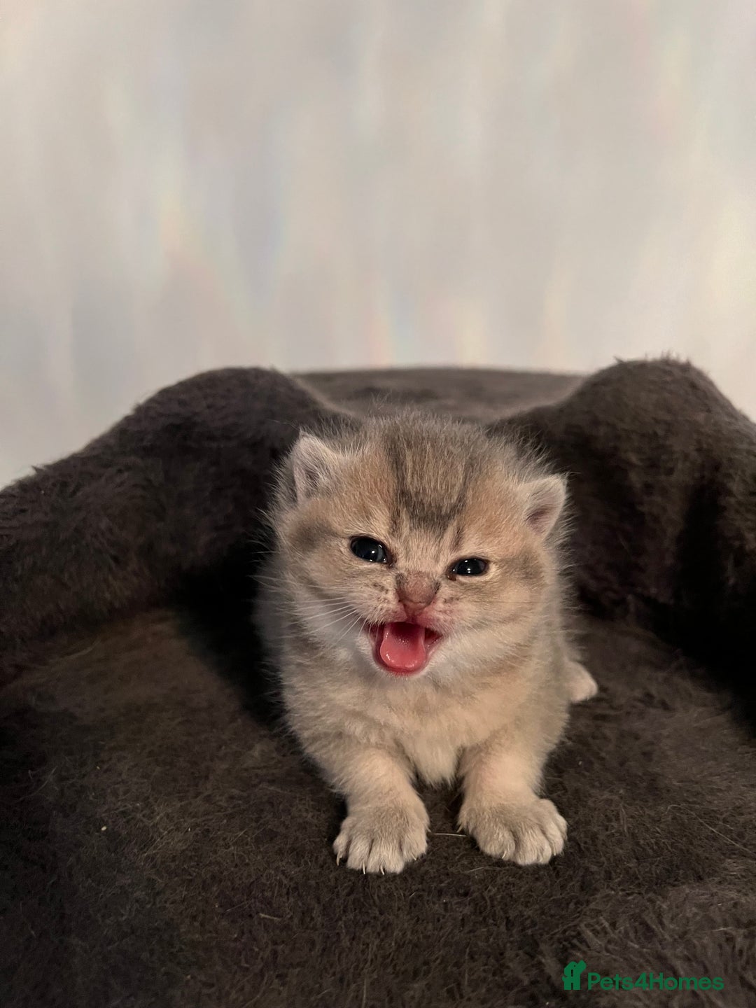 British Shorthair cats for sale: British Shorthair kittens  - Advert 3