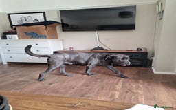 Cane Corso dogs for sale: Cane Corso looking for his new home. - Image 9