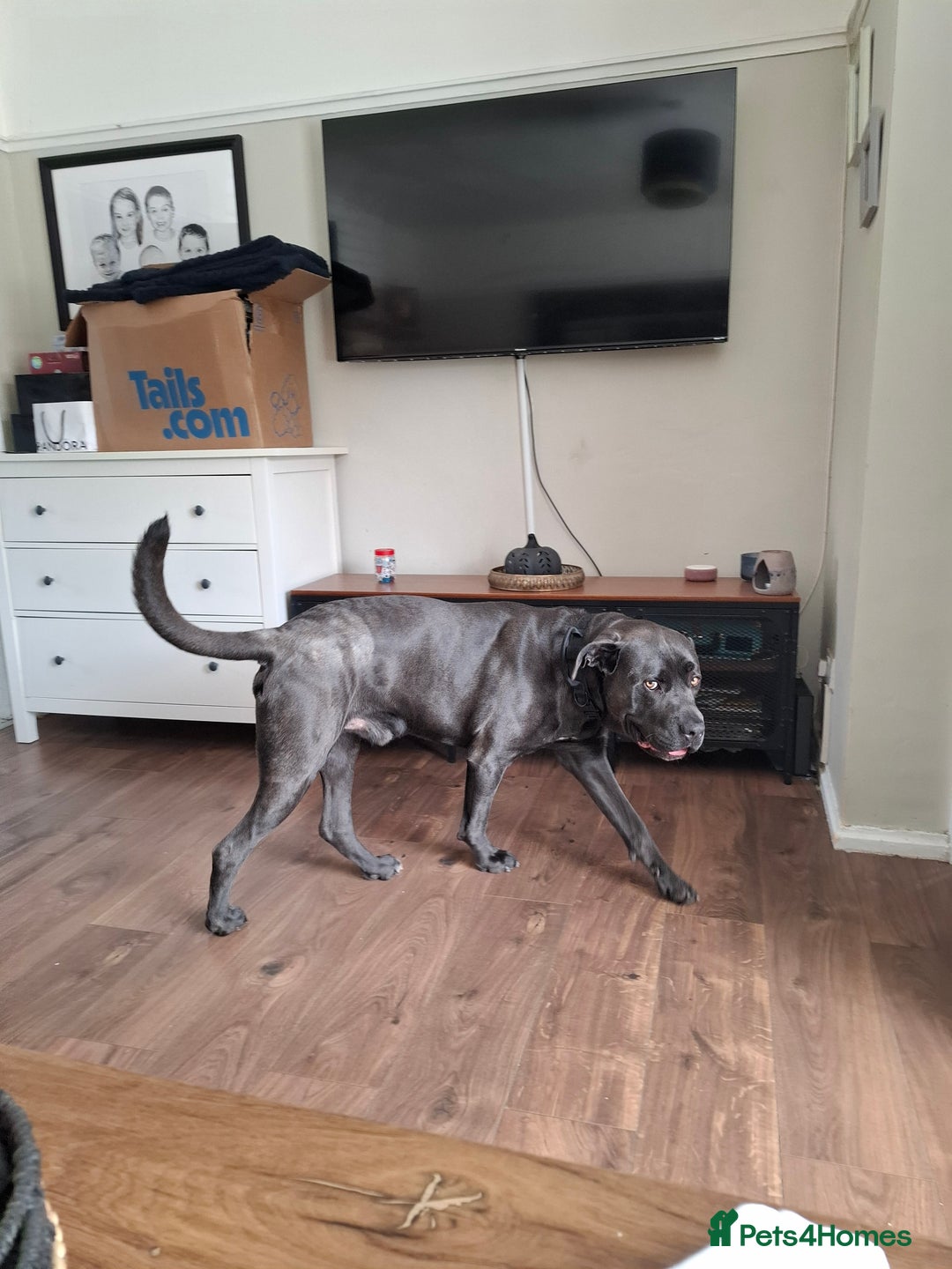 Cane Corso dogs for sale: Cane Corso looking for his new home. - Image 9