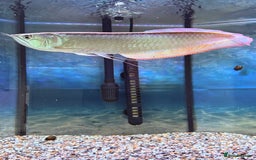 Swordtails fish for sale: Arowana 12.5 inches  - Image 2