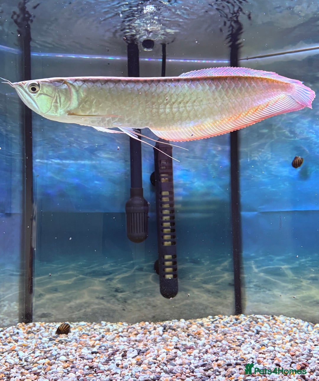 Swordtails fish for sale: Arowana 12.5 inches  - Image 2